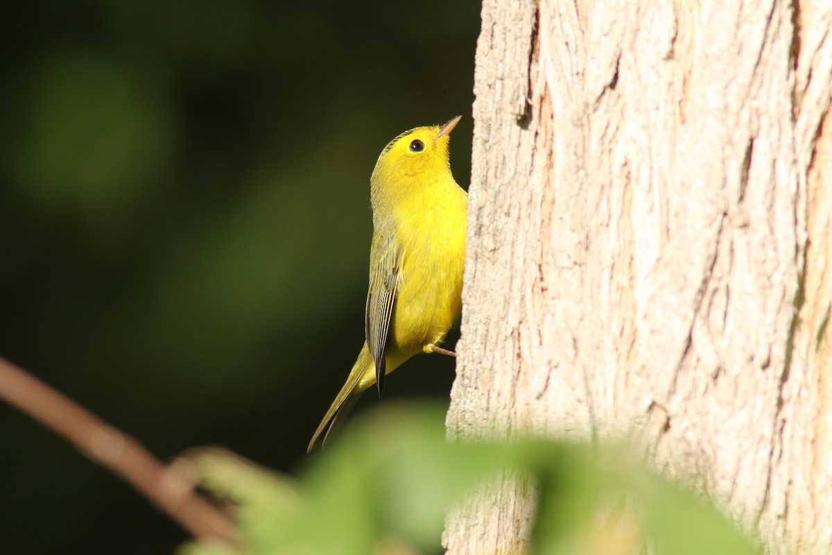 Wilson's Warbler - ML267431811