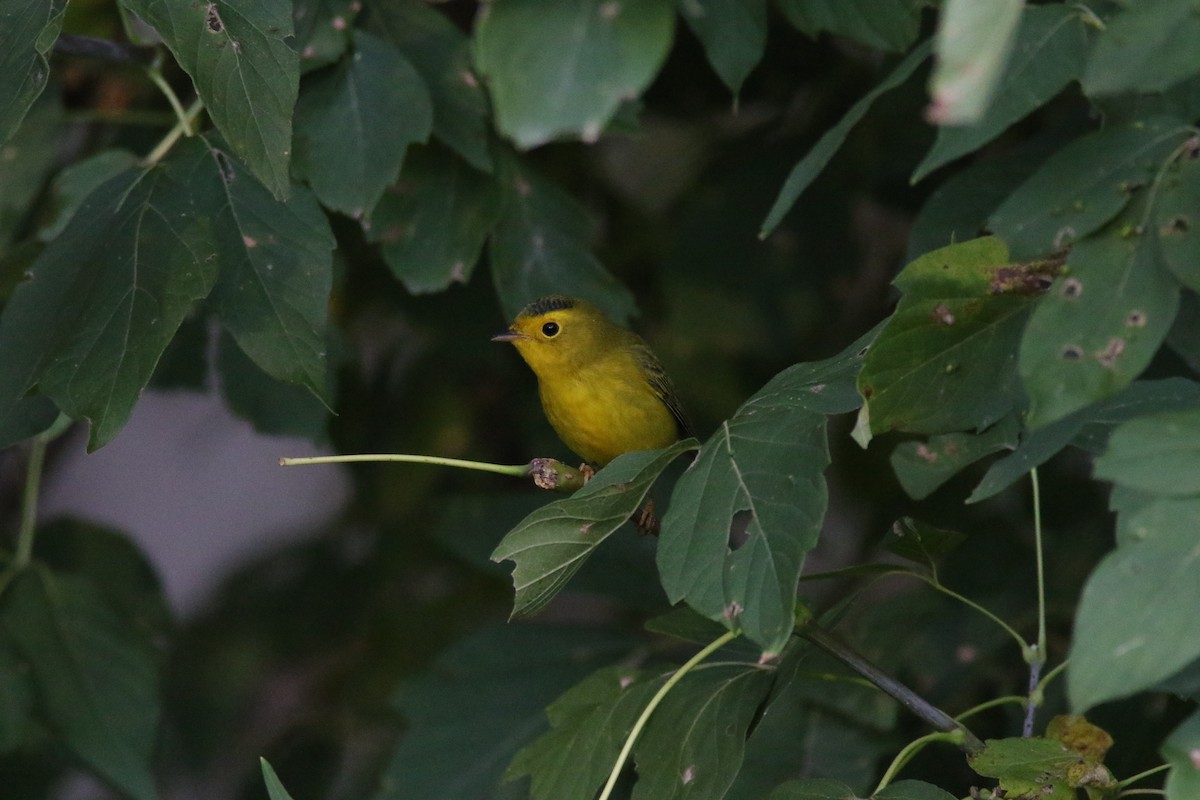 Wilson's Warbler - ML267431821