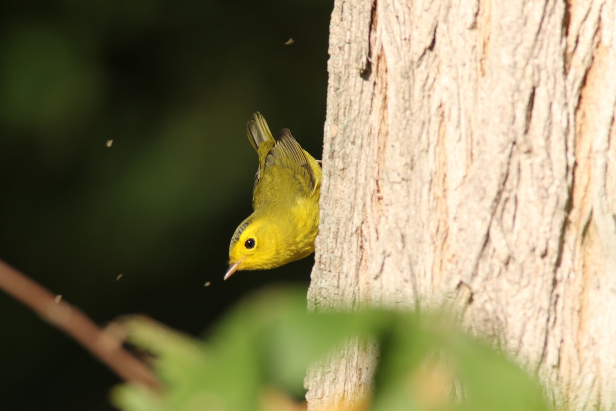 Wilson's Warbler - ML267431841