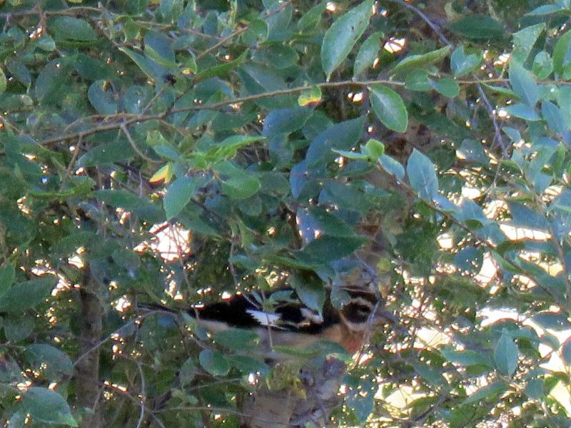 Rose-breasted Grosbeak - ML267432301