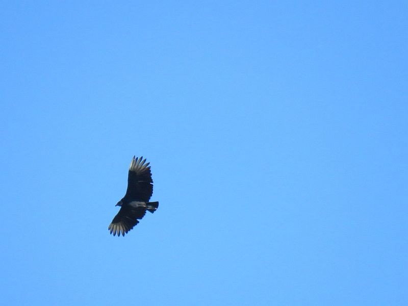 Black Vulture - ML267432381