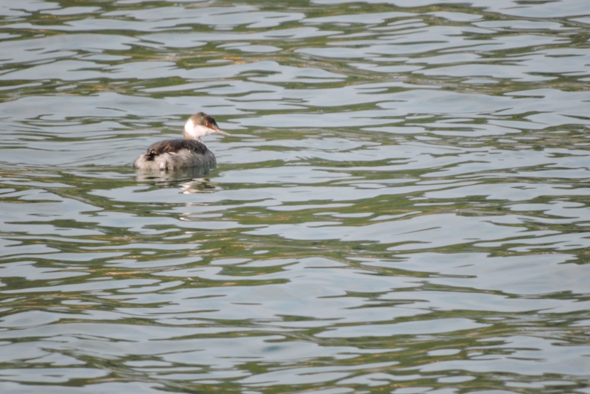 Horned Grebe - Daniel Casey