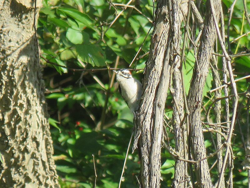 Downy Woodpecker - ML267432941