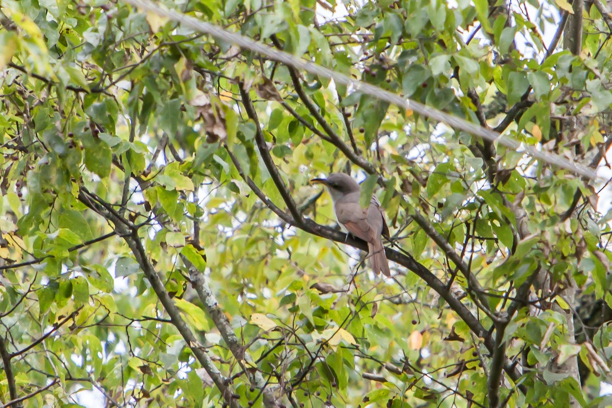 Yellow-billed Cuckoo - ML267432961