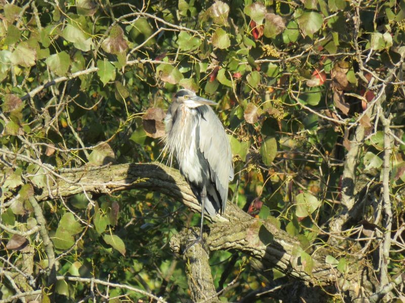 Great Blue Heron - ML267433001