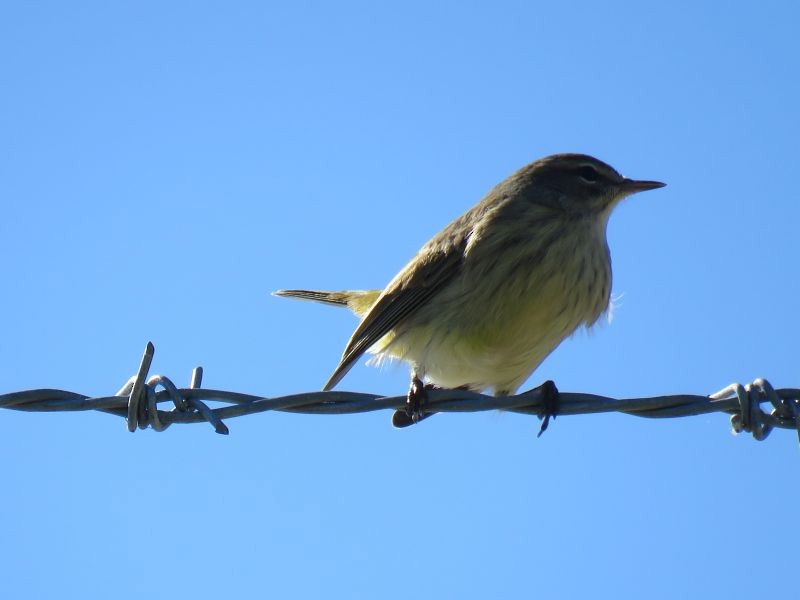 Palm Warbler - ML267433121