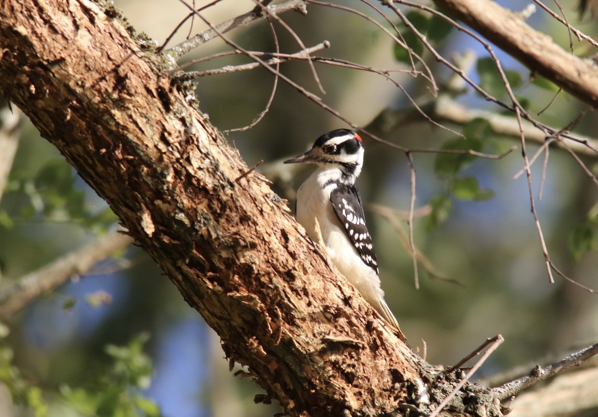 Hairy Woodpecker - ML267433421