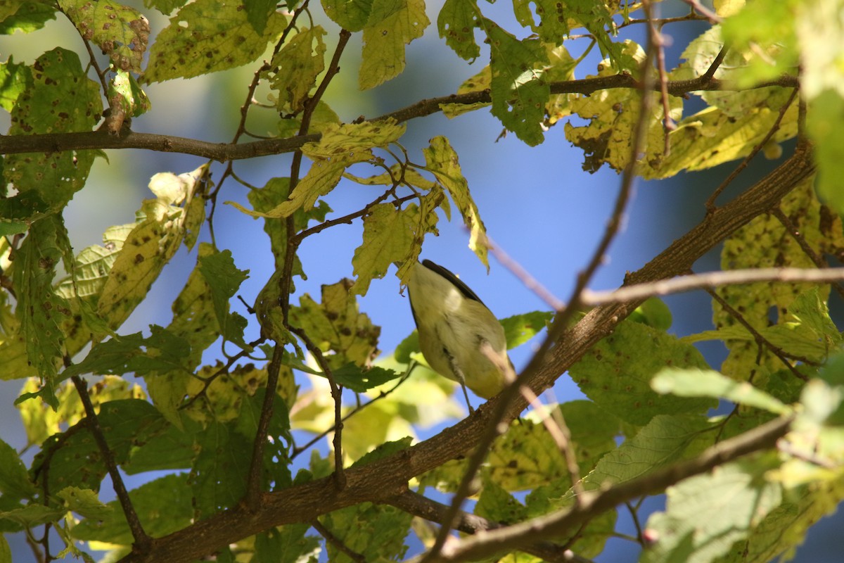 Bay-breasted Warbler - ML267433601