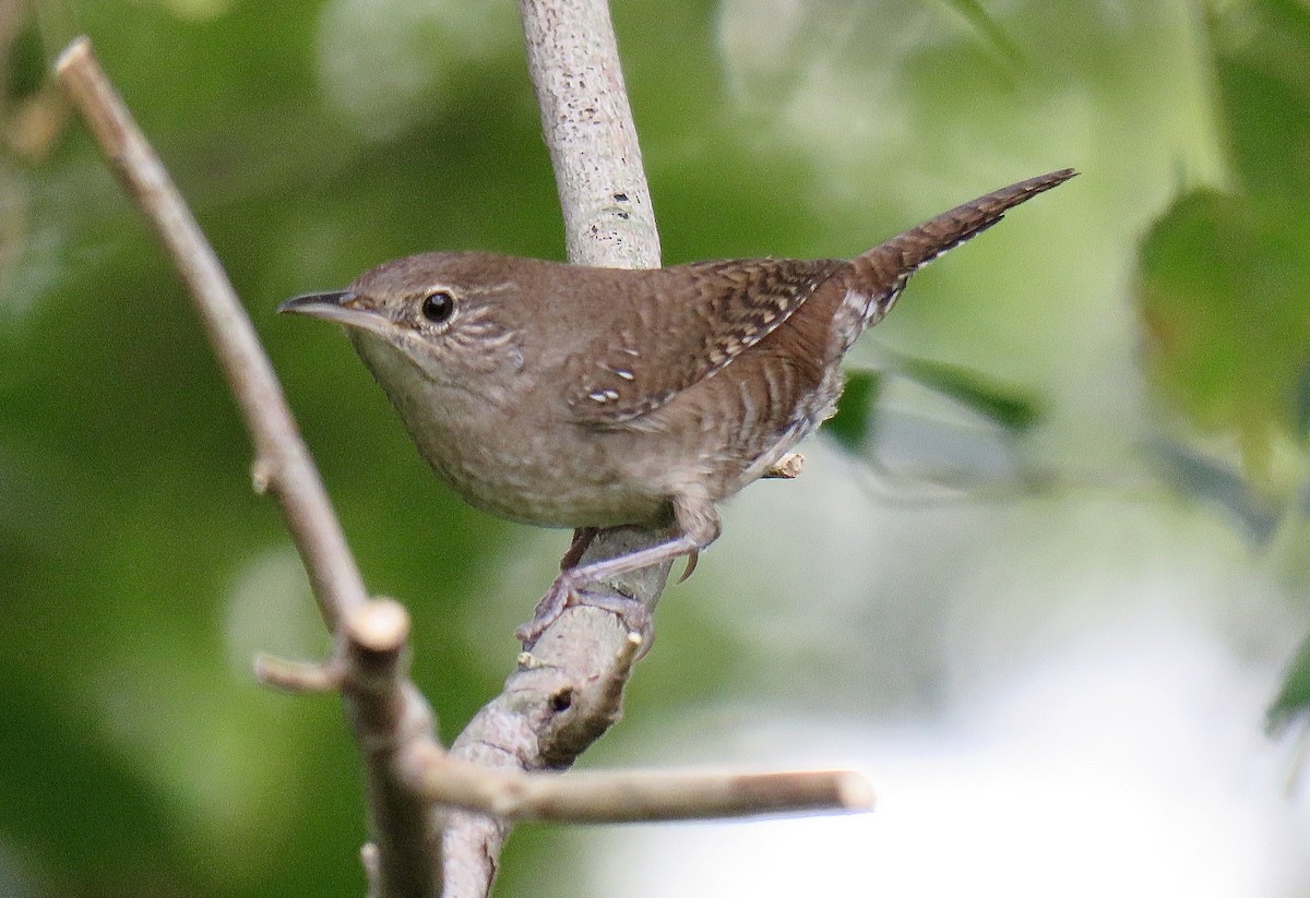 Northern House Wren - Ken Hare