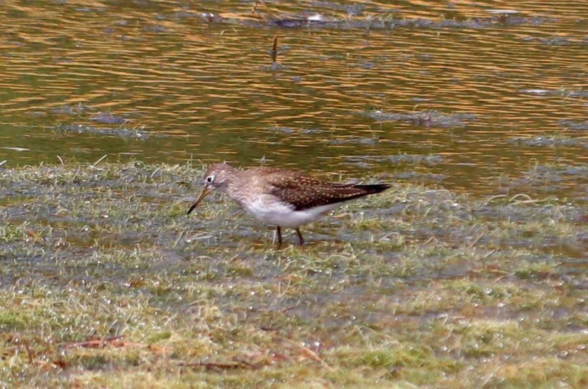 Solitary Sandpiper (cinnamomea) - ML267434841