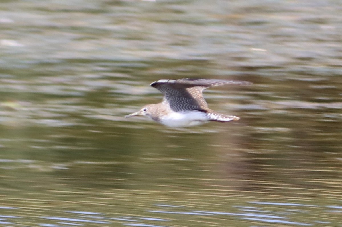 Solitary Sandpiper (cinnamomea) - ML267435051