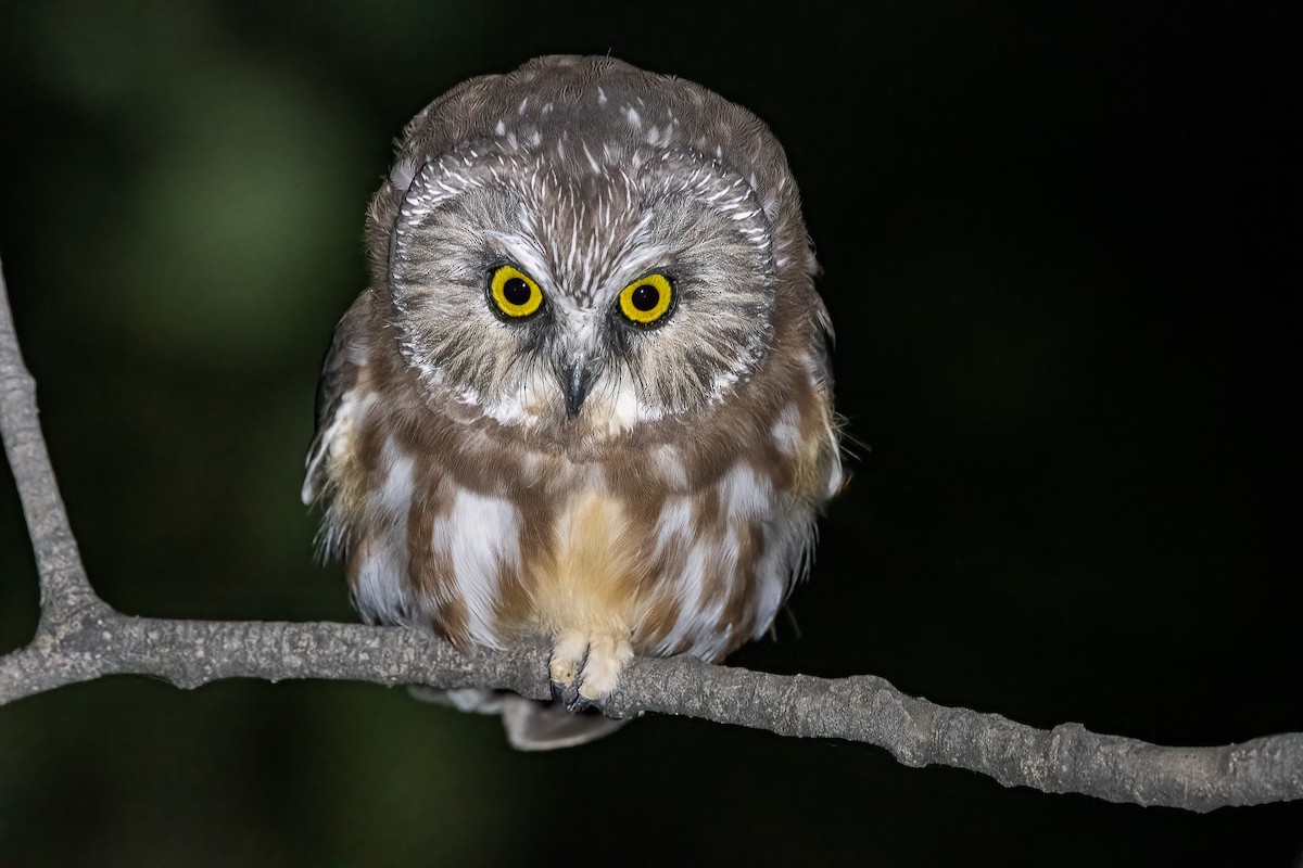 Northern Saw-whet Owl - Jeff Cooper