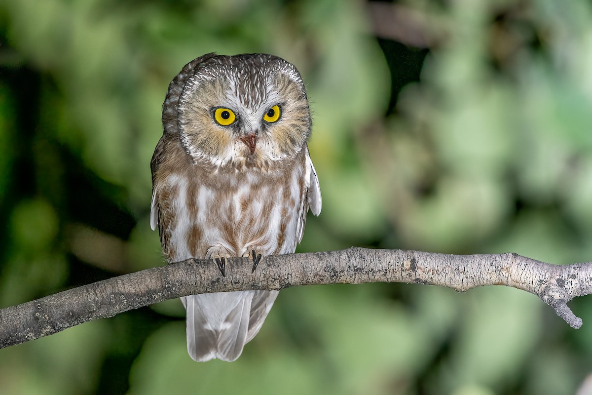 Northern Saw-whet Owl - Jeff Cooper