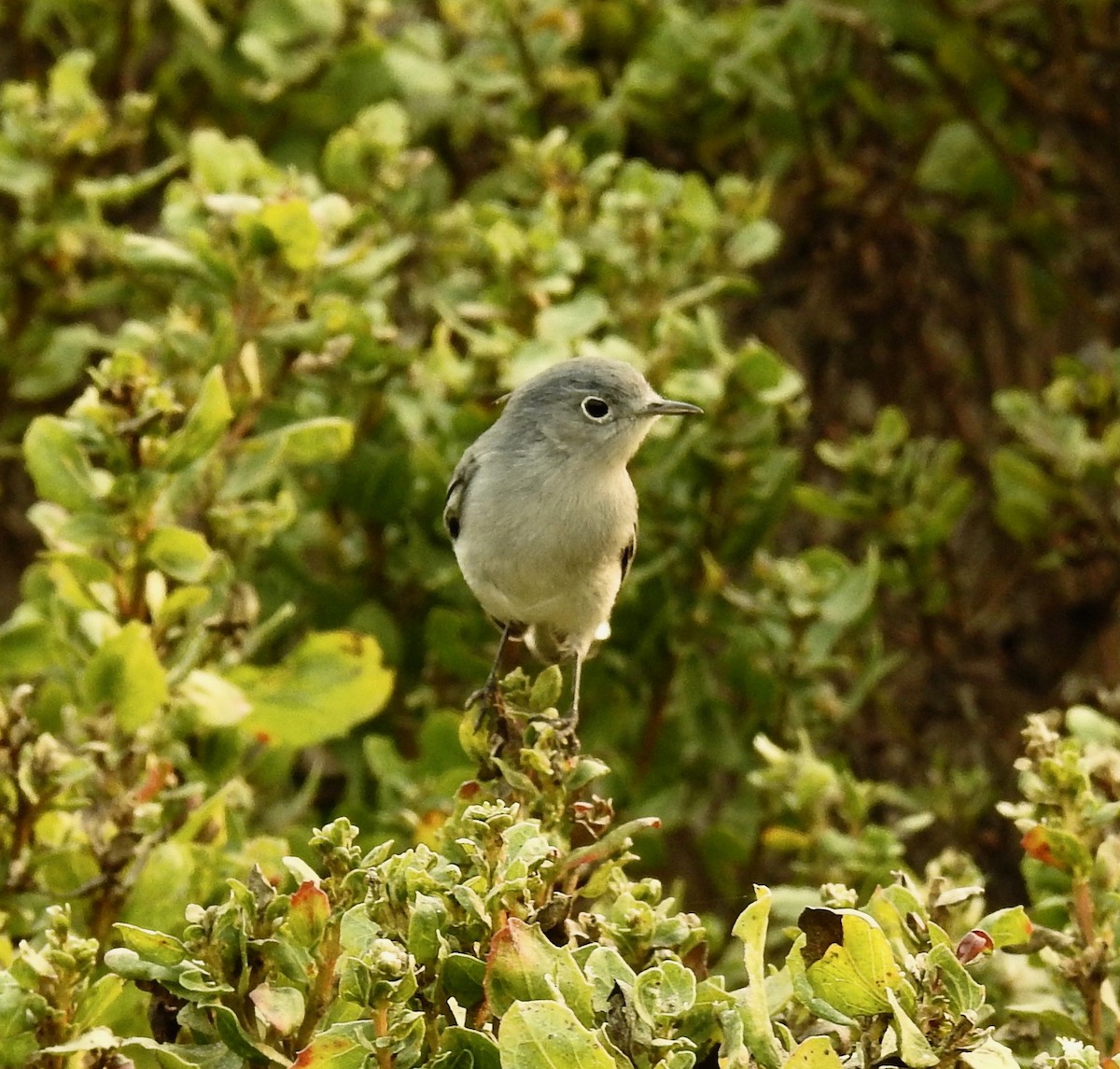 Blue-gray Gnatcatcher - ML267437921