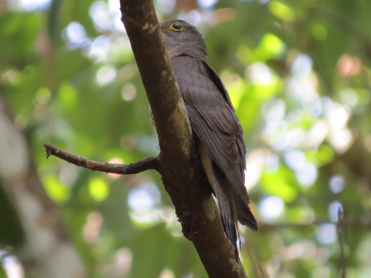 Indian Cuckoo - Tom Wheatley