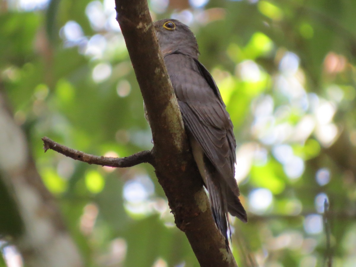 Indian Cuckoo - ML26743931