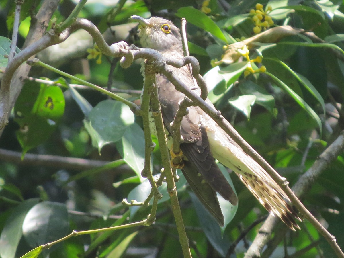 Indian Cuckoo - ML26743941