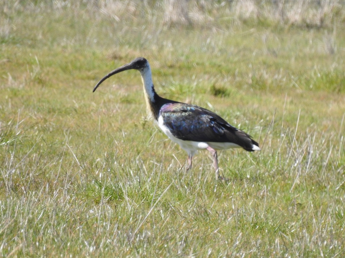 ibis slámokrký - ML267439951