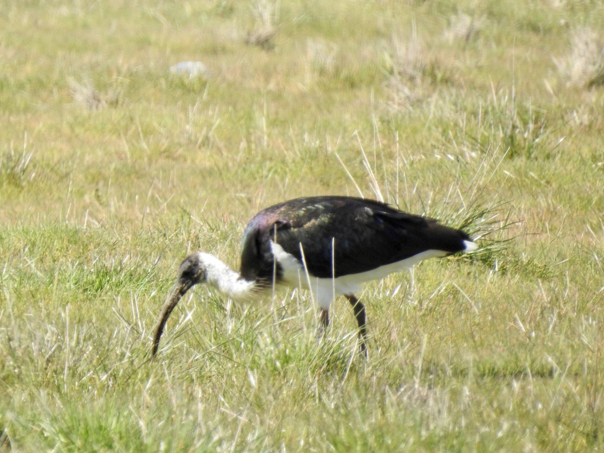 ibis slámokrký - ML267439961