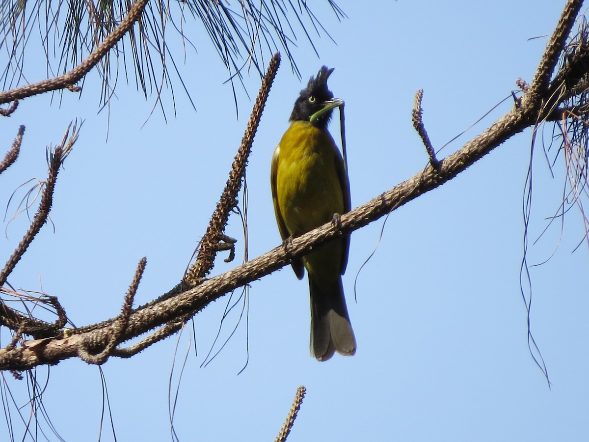 Bulbul à huppe noire - ML26744161