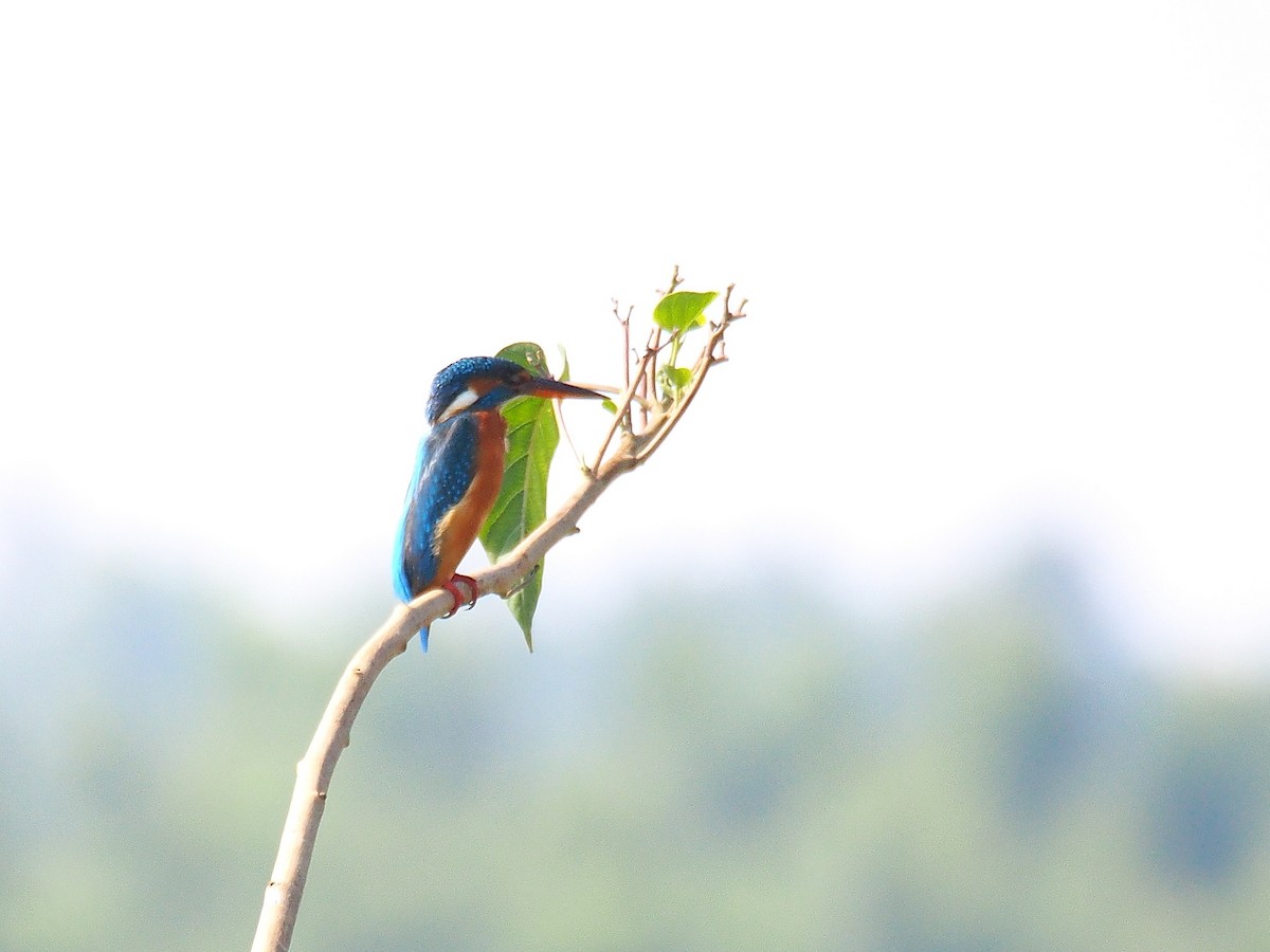 Common Kingfisher - Anoop CR