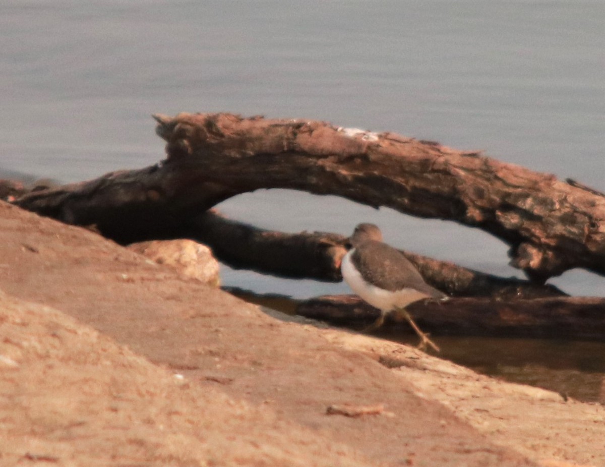 Spotted Sandpiper - John Pike