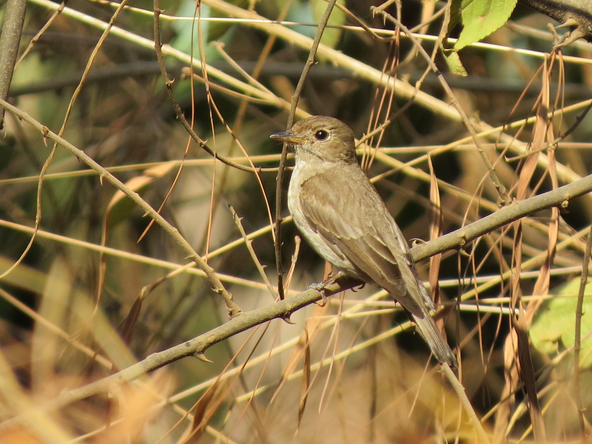 Asian Brown Flycatcher - ML26744321