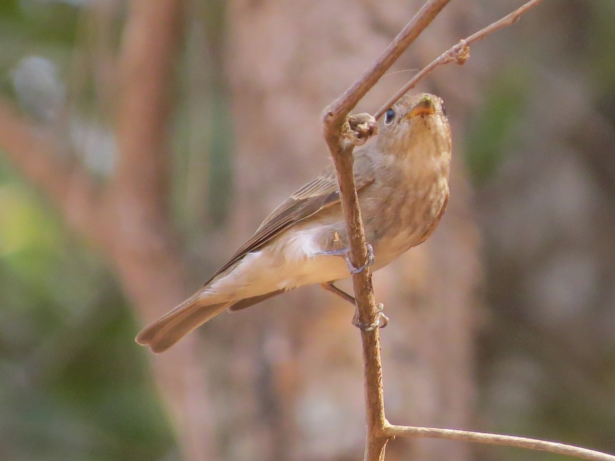 Asian Brown Flycatcher - ML26744331