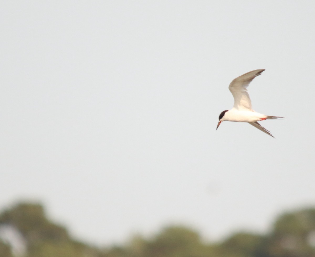 Common Tern - ML267443511