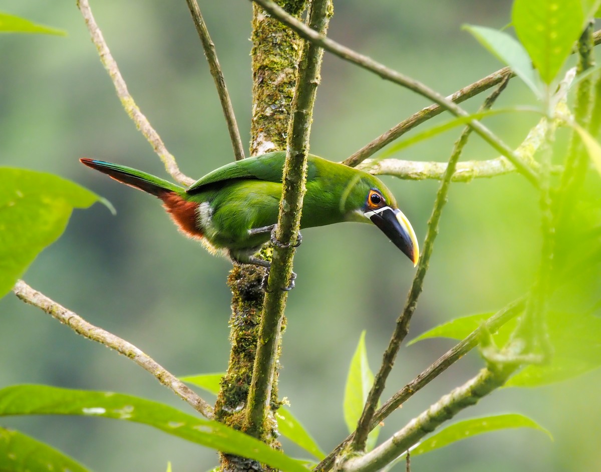 Southern Emerald-Toucanet - Alex Luna