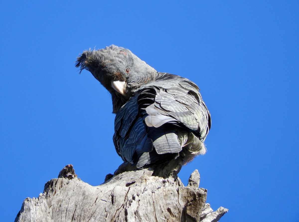 Gang-gang Cockatoo - ML267445211