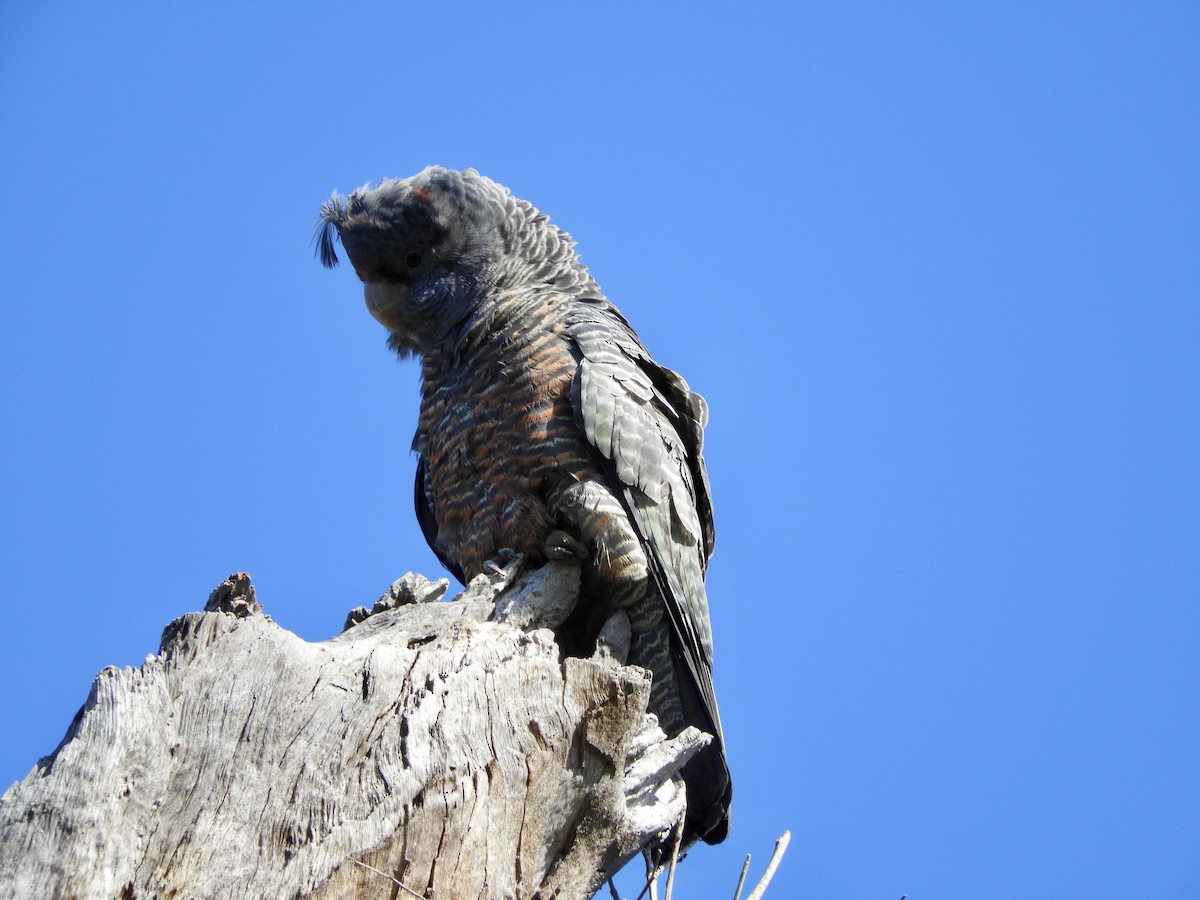 Gang-gang Cockatoo - ML267445221