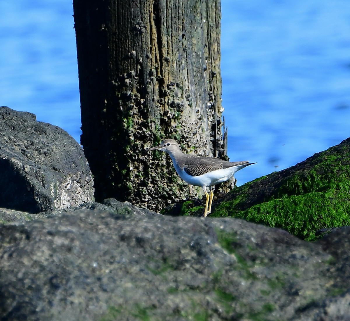 Spotted Sandpiper - Eric Titcomb