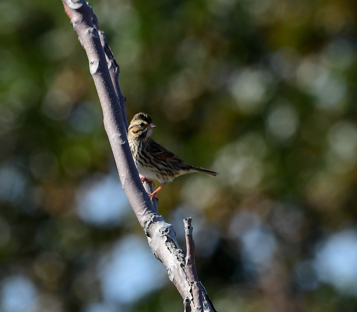 Savannah Sparrow - ML267447501