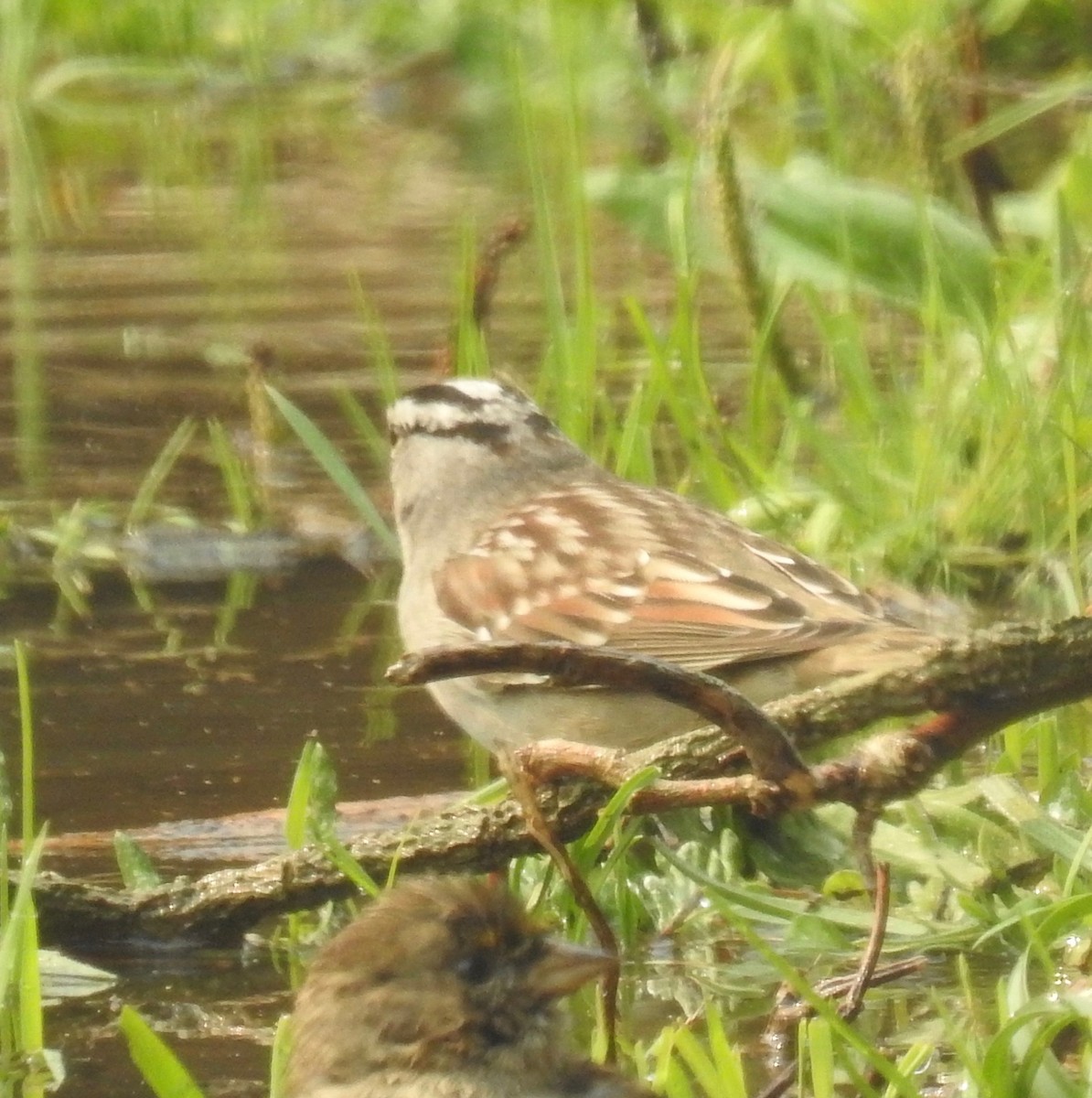 White-crowned Sparrow (Gambel's) - ML267447841