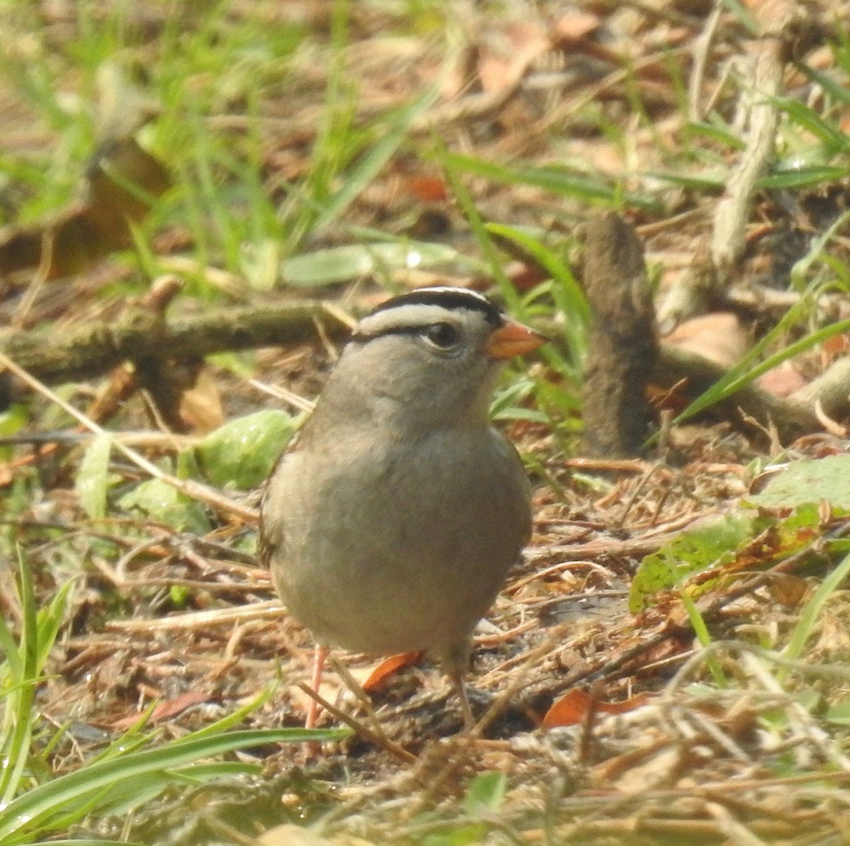 White-crowned Sparrow (Gambel's) - ML267447901