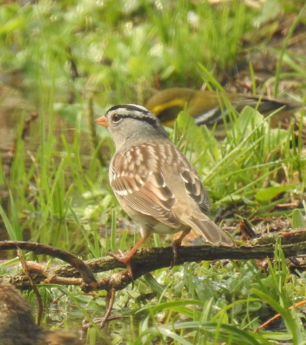 White-crowned Sparrow (Gambel's) - ML267447911
