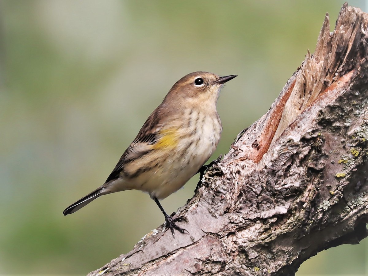 Yellow-rumped Warbler - Yves Scholten