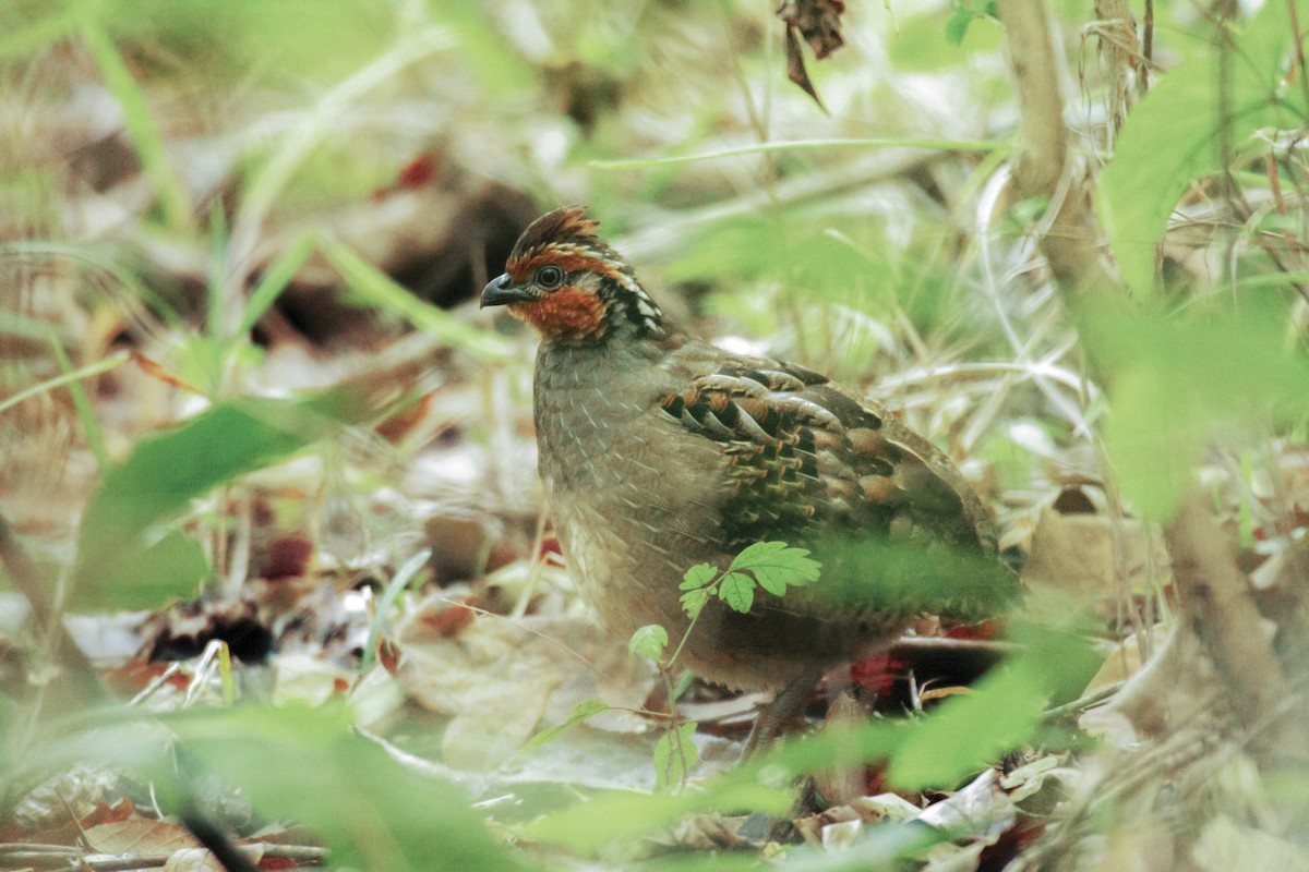 Singing Quail - ML267451091