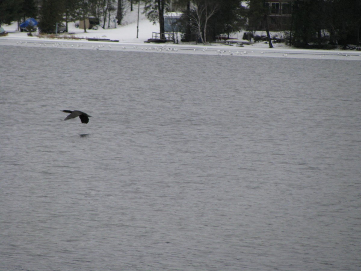 Double-crested Cormorant - ML26745141