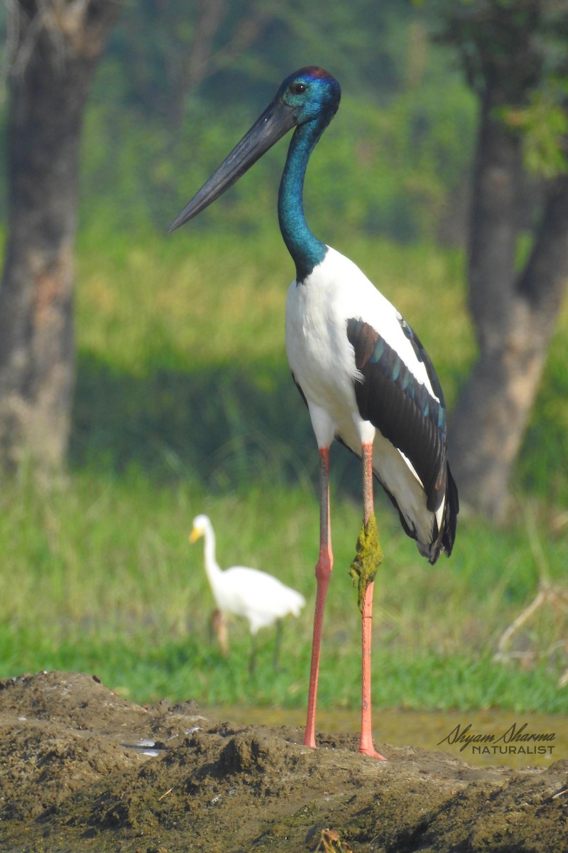 Black-necked Stork - ML267452291