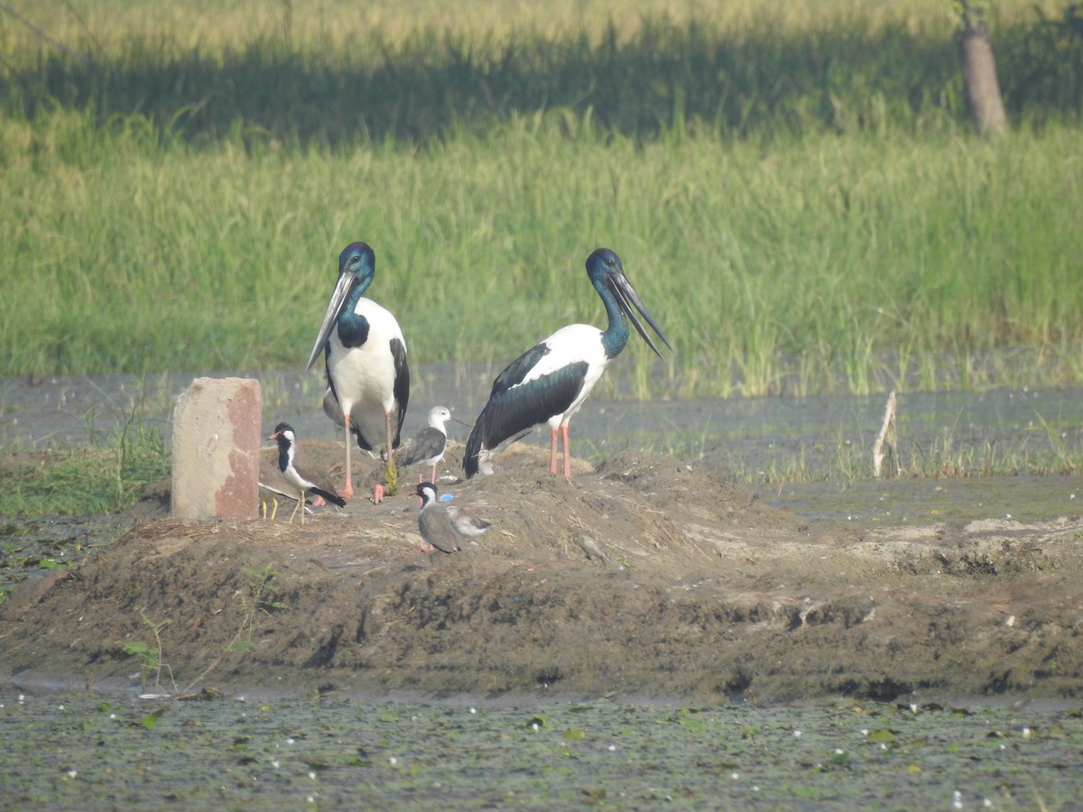 Black-necked Stork - ML267452341