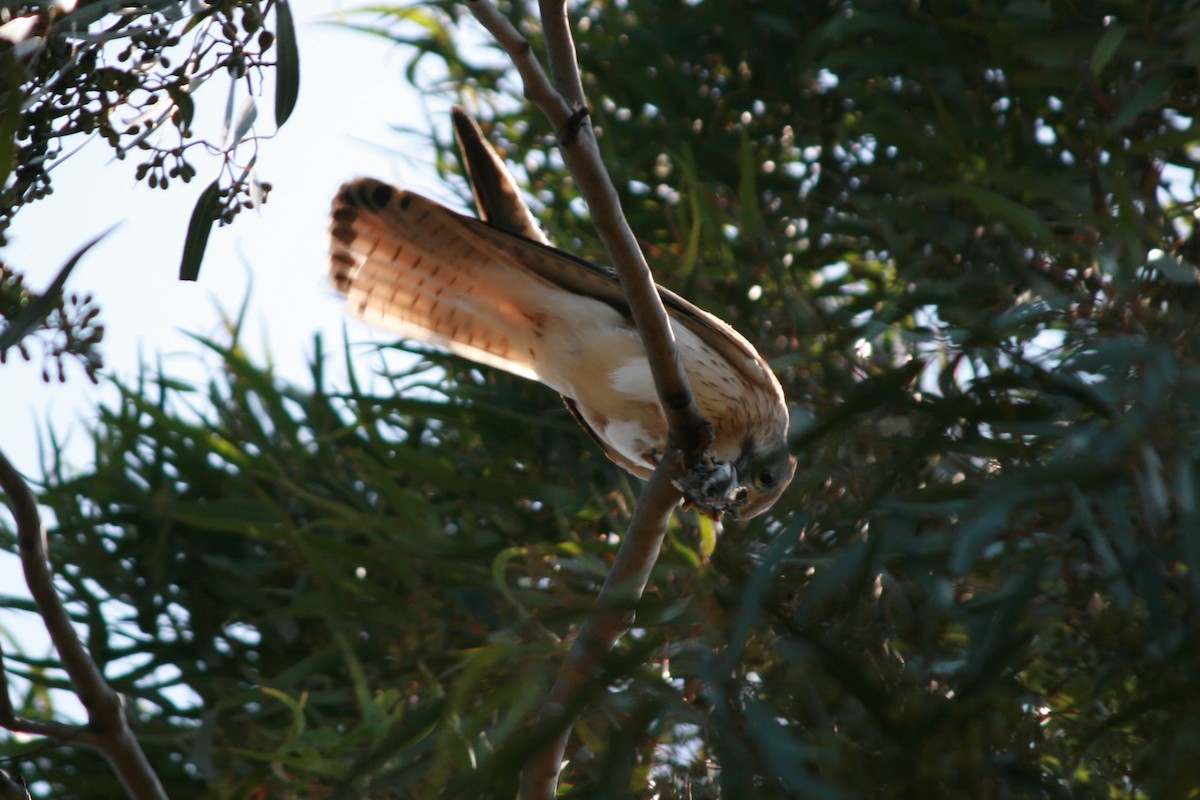 Nankeen Kestrel - Simon Drake