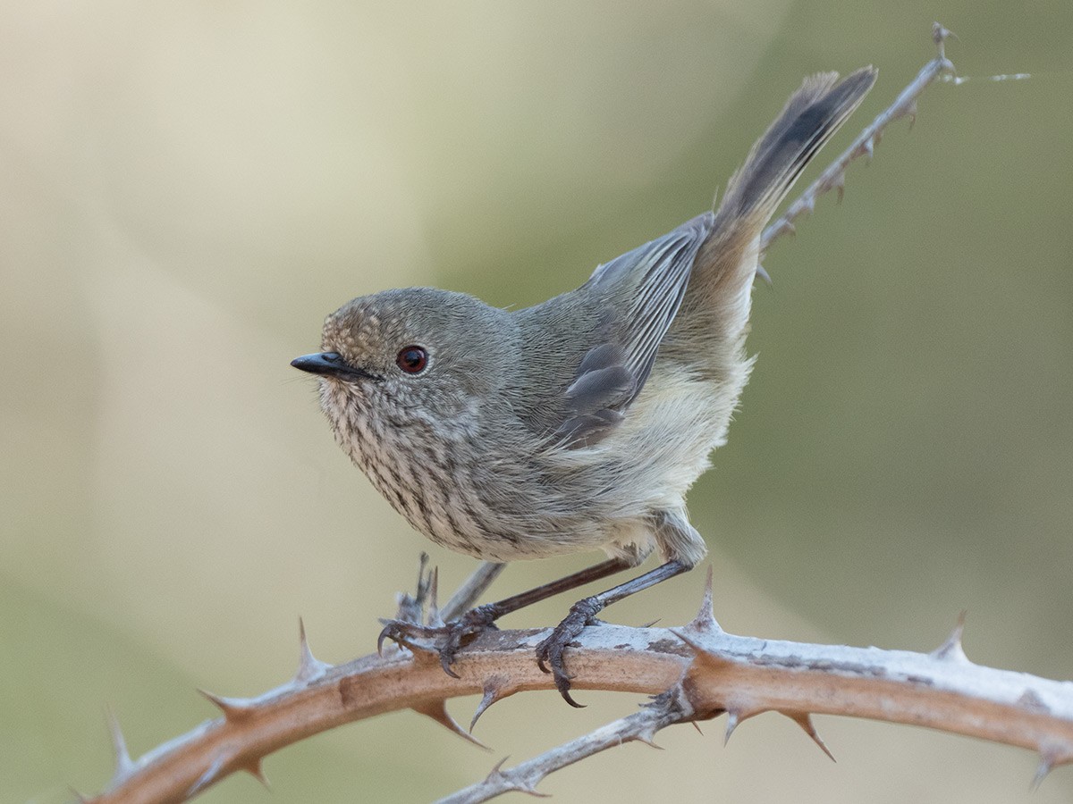 Brown Thornbill - ML267455131