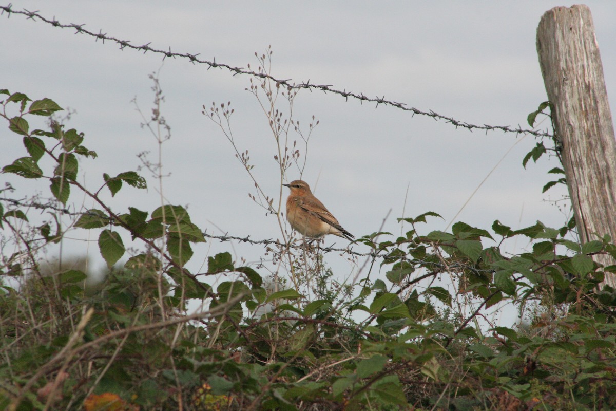 Northern Wheatear - ML267456101
