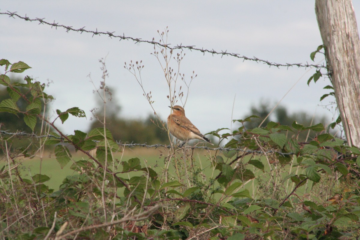 Northern Wheatear - ML267456111