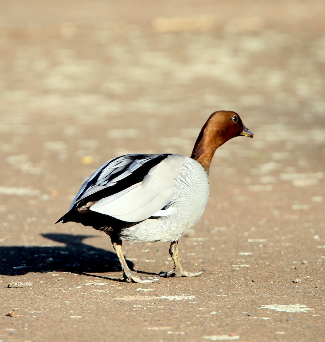 Maned Duck - ML267456361