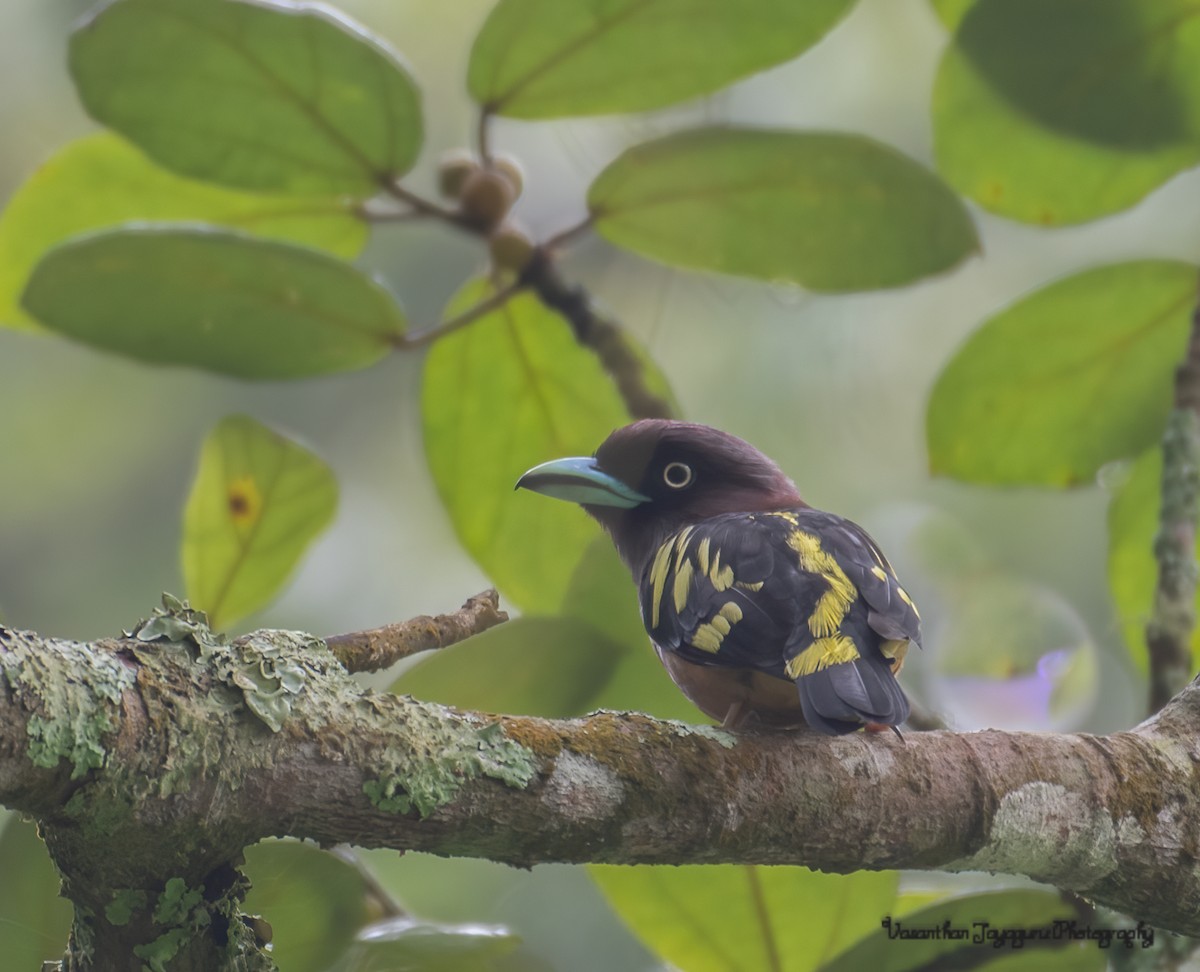 Banded Broadbill (Javan) - ML267458811