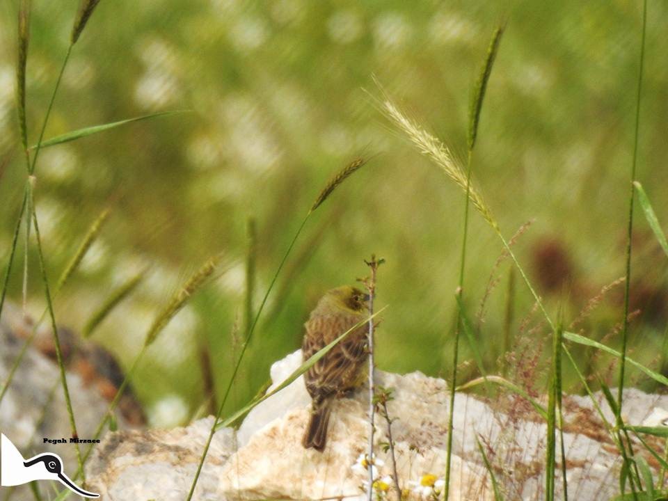 Cinereous Bunting - ML267458821