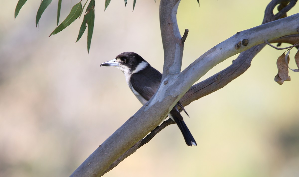 Gray Butcherbird - Philip Peel